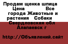 Продам щенка шпица.  › Цена ­ 15 000 - Все города Животные и растения » Собаки   . Свердловская обл.,Алапаевск г.